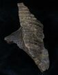 Edmontosaurus Jaw Section #12909-1